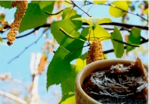 Beržo degutas iš grybelio